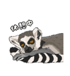 あつまれ！世界の猿たち1（個別スタンプ：13）