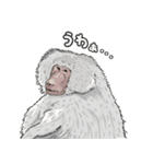あつまれ！世界の猿たち1（個別スタンプ：17）