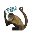 あつまれ！世界の猿たち1（個別スタンプ：22）