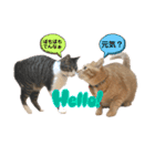 アズ＆ニコ4（個別スタンプ：2）