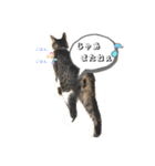 アズ＆ニコ4（個別スタンプ：6）