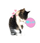 アズ＆ニコ4（個別スタンプ：7）