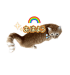 アズ＆ニコ4（個別スタンプ：8）