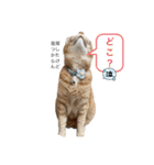 アズ＆ニコ4（個別スタンプ：9）