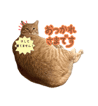 アズ＆ニコ4（個別スタンプ：10）