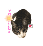アズ＆ニコ4（個別スタンプ：13）
