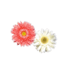 花束作りの写真セット（個別スタンプ：12）