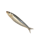 魚肉玉子大豆乳製品等の写真（個別スタンプ：17）