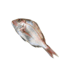 魚肉玉子大豆乳製品等の写真（個別スタンプ：18）