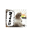 堀口家のサンジくん（個別スタンプ：1）
