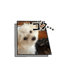 堀口家のサンジくん（個別スタンプ：3）