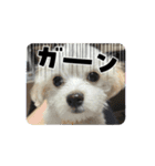 堀口家のサンジくん（個別スタンプ：5）