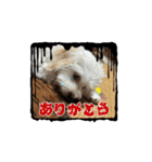 堀口家のサンジくん（個別スタンプ：8）