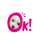 堀口家のサンジくん（個別スタンプ：10）