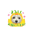 堀口家のサンジくん（個別スタンプ：13）