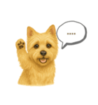 ケアンテリア｜わんこ吹き出し変えられる♪（個別スタンプ：4）