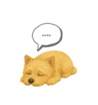 ケアンテリア｜わんこ吹き出し変えられる♪（個別スタンプ：16）