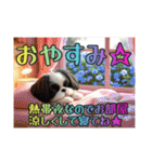 続・ぼくはシーズーです【夏の言葉多め】（個別スタンプ：7）