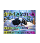 続・ぼくはシーズーです【夏の言葉多め】（個別スタンプ：8）