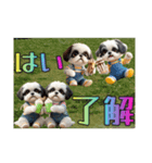 続・ぼくはシーズーです【夏の言葉多め】（個別スタンプ：16）
