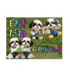 続・ぼくはシーズーです【夏の言葉多め】（個別スタンプ：17）