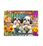 続・ぼくはシーズーです【夏の言葉多め】（個別スタンプ：22）