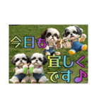 続・ぼくはシーズーです【夏の言葉多め】（個別スタンプ：30）