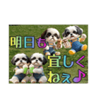 続・ぼくはシーズーです【夏の言葉多め】（個別スタンプ：31）
