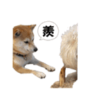 ニコ＆Yume（個別スタンプ：10）