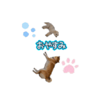 ニコ＆Yume（個別スタンプ：11）