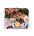 ニコ＆Yume（個別スタンプ：19）