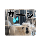 ニコ＆Yume（個別スタンプ：23）