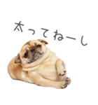 実は太ってるチワワ【面白い】（個別スタンプ：1）