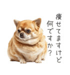 実は太ってるチワワ【面白い】（個別スタンプ：2）