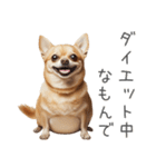 実は太ってるチワワ【面白い】（個別スタンプ：3）