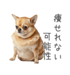 実は太ってるチワワ【面白い】（個別スタンプ：4）