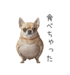 実は太ってるチワワ【面白い】（個別スタンプ：5）