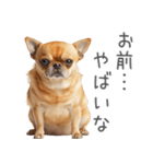 実は太ってるチワワ【面白い】（個別スタンプ：7）