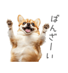 実は太ってるチワワ【面白い】（個別スタンプ：9）
