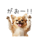 実は太ってるチワワ【面白い】（個別スタンプ：10）
