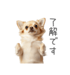 実は太ってるチワワ【面白い】（個別スタンプ：13）