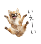 実は太ってるチワワ【面白い】（個別スタンプ：14）