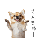 実は太ってるチワワ【面白い】（個別スタンプ：15）