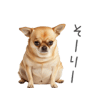 実は太ってるチワワ【面白い】（個別スタンプ：16）