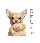 実は太ってるチワワ【面白い】（個別スタンプ：17）