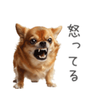 実は太ってるチワワ【面白い】（個別スタンプ：18）