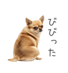 実は太ってるチワワ【面白い】（個別スタンプ：19）