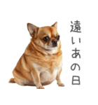 実は太ってるチワワ【面白い】（個別スタンプ：21）