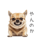 実は太ってるチワワ【面白い】（個別スタンプ：22）