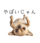 実は太ってるチワワ【面白い】（個別スタンプ：23）